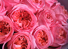 Купить Букет из 15 пионовидных розовых роз 70 см Pink Expression в  с бесплатной доставкой: цена, фото, описание
